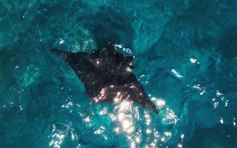 Indonezja - w krainie tysiąca wysp Jawa, Bali, Komodo - pływanie z mantami(22).jpg